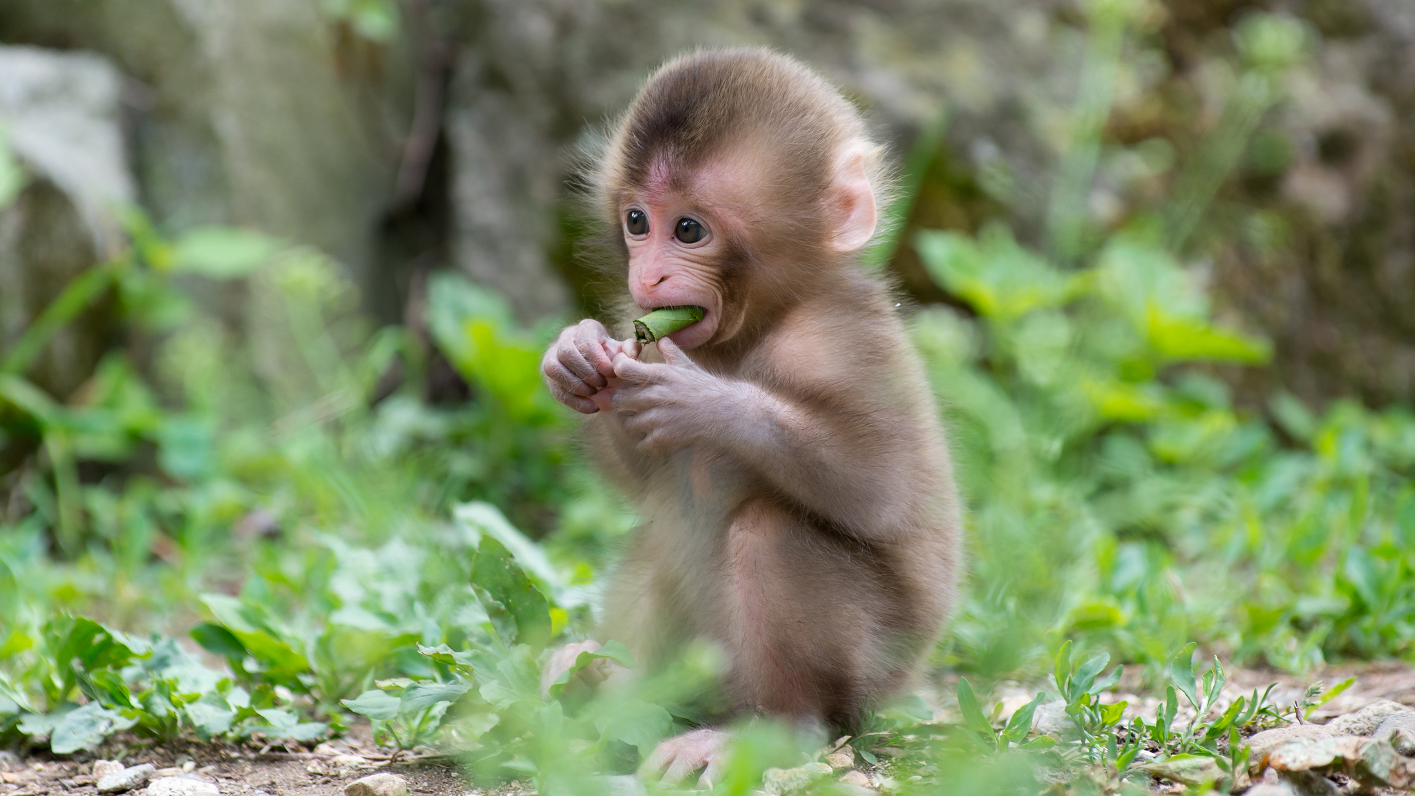 Detail Monkey Background Image Nomer 16