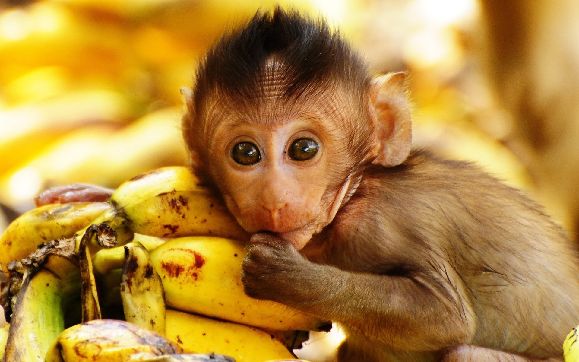 Detail Monkey Background Image Nomer 20
