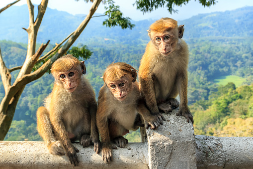 Detail Monkey Background Image Nomer 3