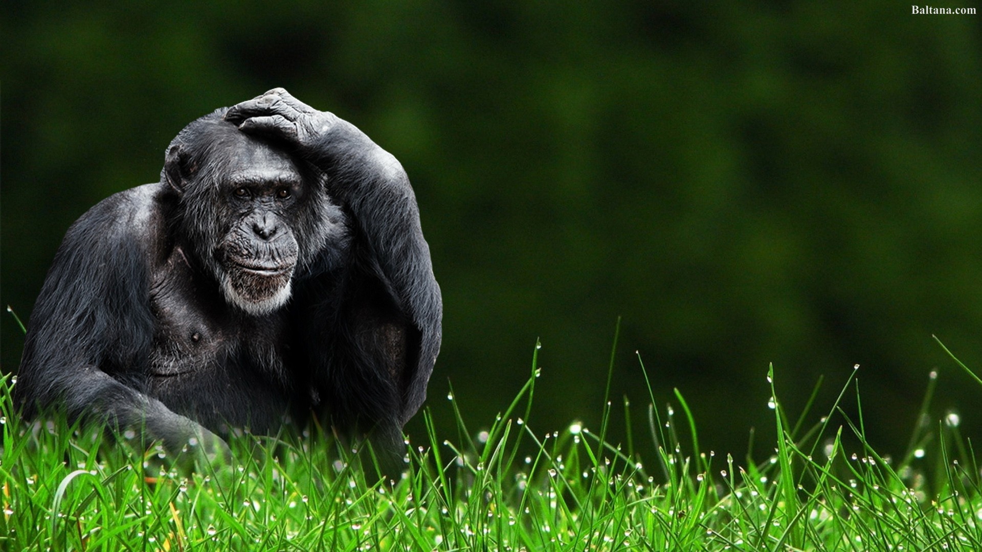 Detail Monkey Background Image Nomer 26