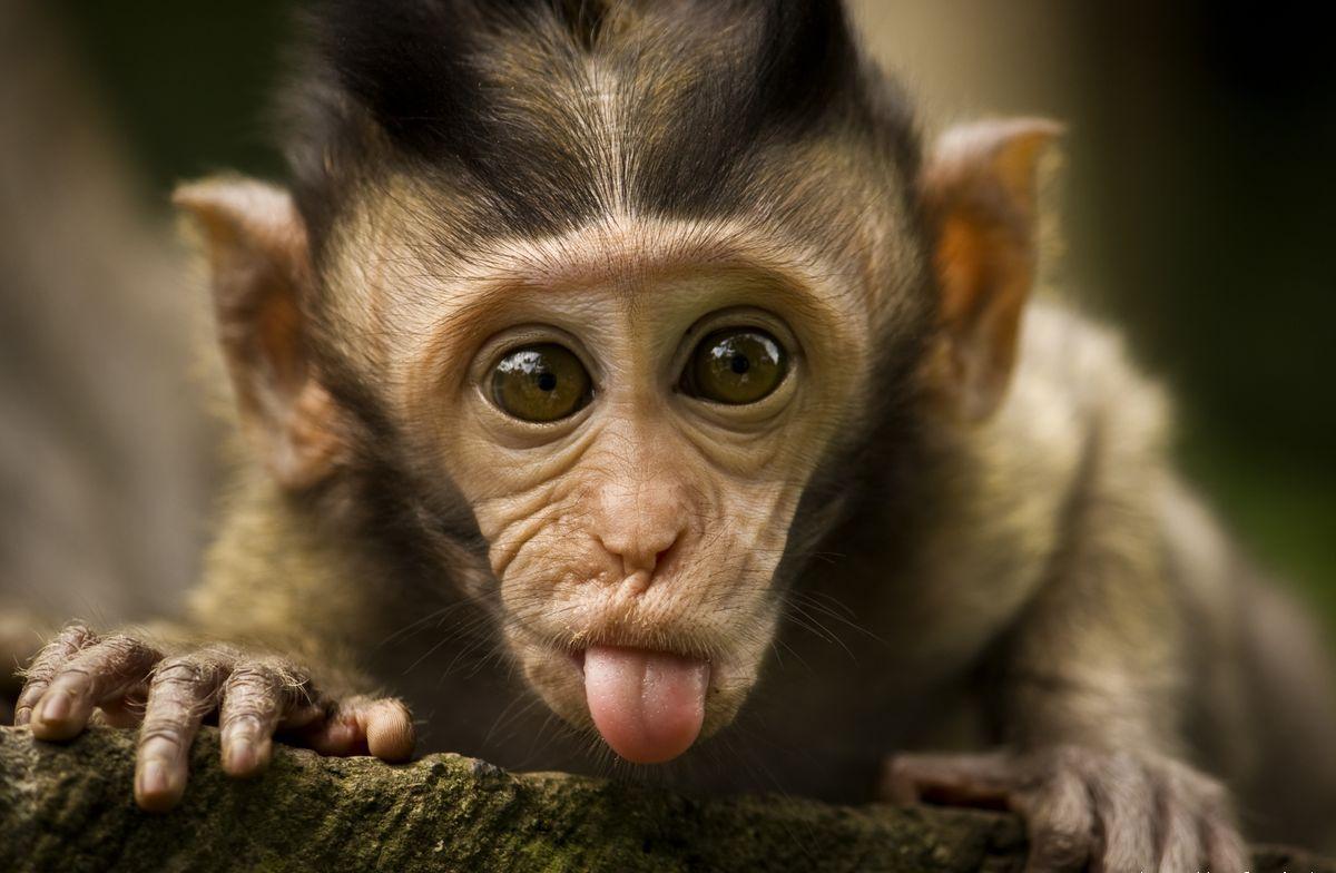 Detail Monkey Background Image Nomer 28