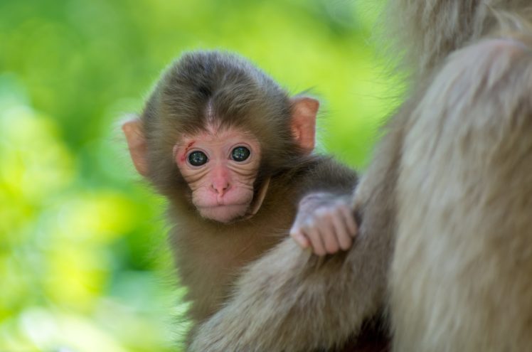 Detail Monkey Background Image Nomer 29