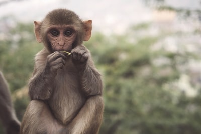 Detail Monkey Background Image Nomer 30