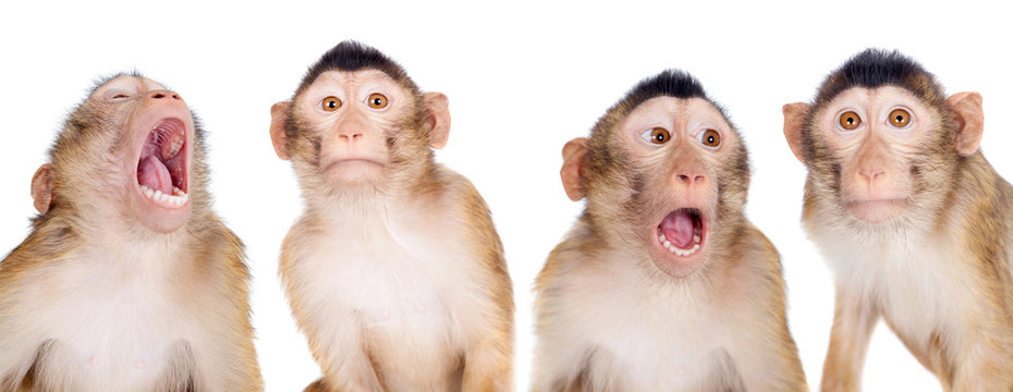 Detail Monkey Background Image Nomer 31