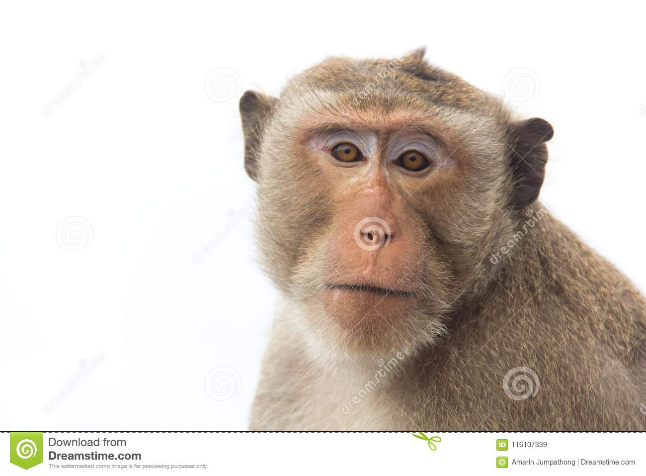 Detail Monkey Background Image Nomer 32