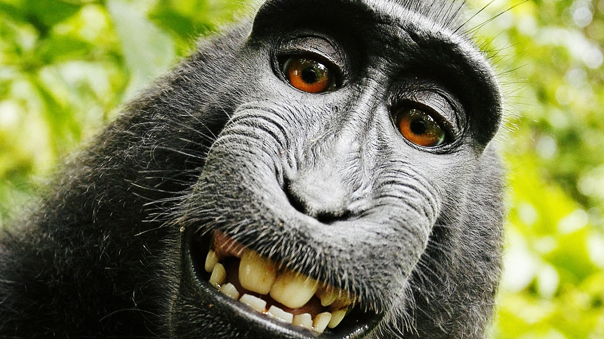 Detail Monkey Background Image Nomer 35