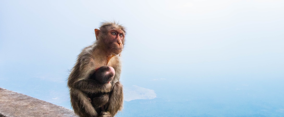 Detail Monkey Background Image Nomer 36