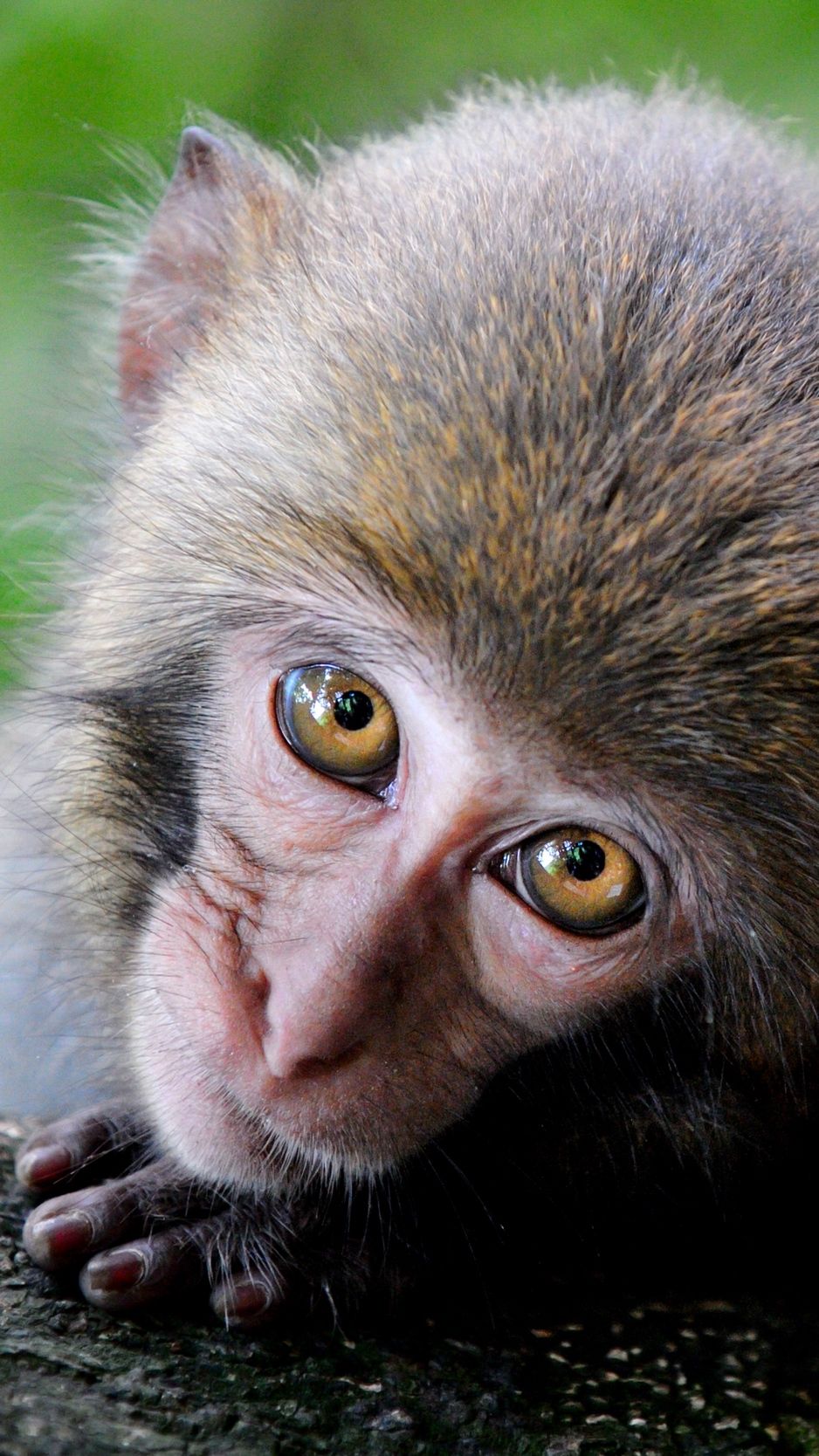 Detail Monkey Background Image Nomer 38