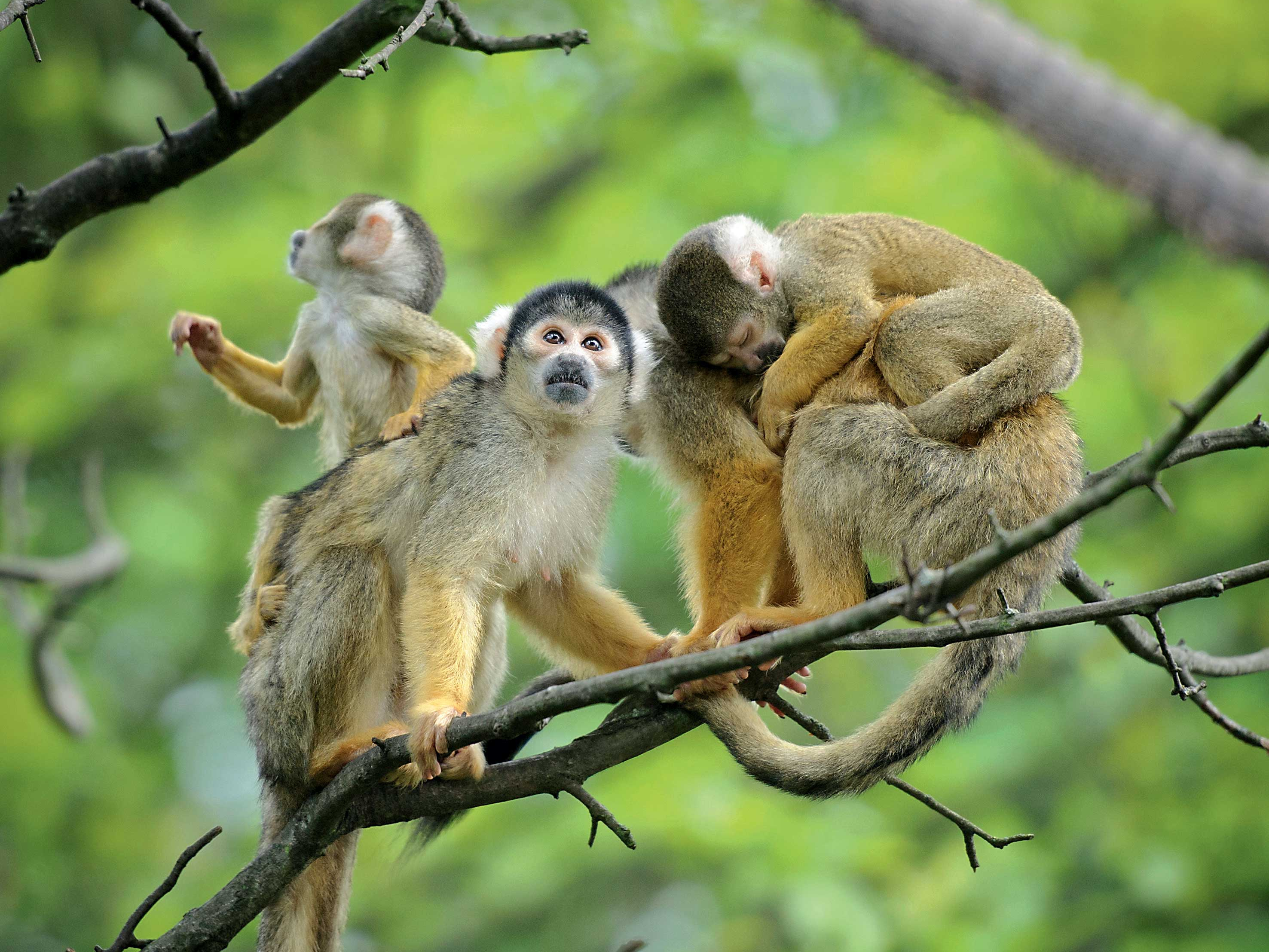 Detail Monkey Background Image Nomer 42