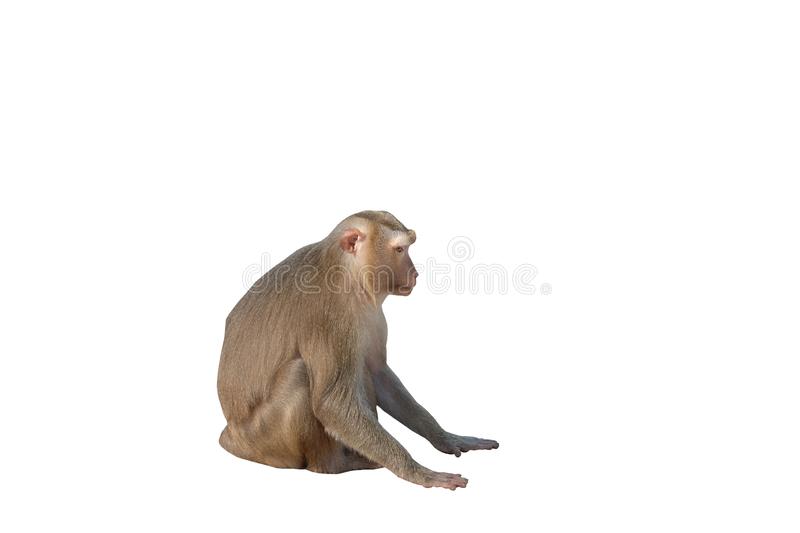 Detail Monkey Background Image Nomer 43