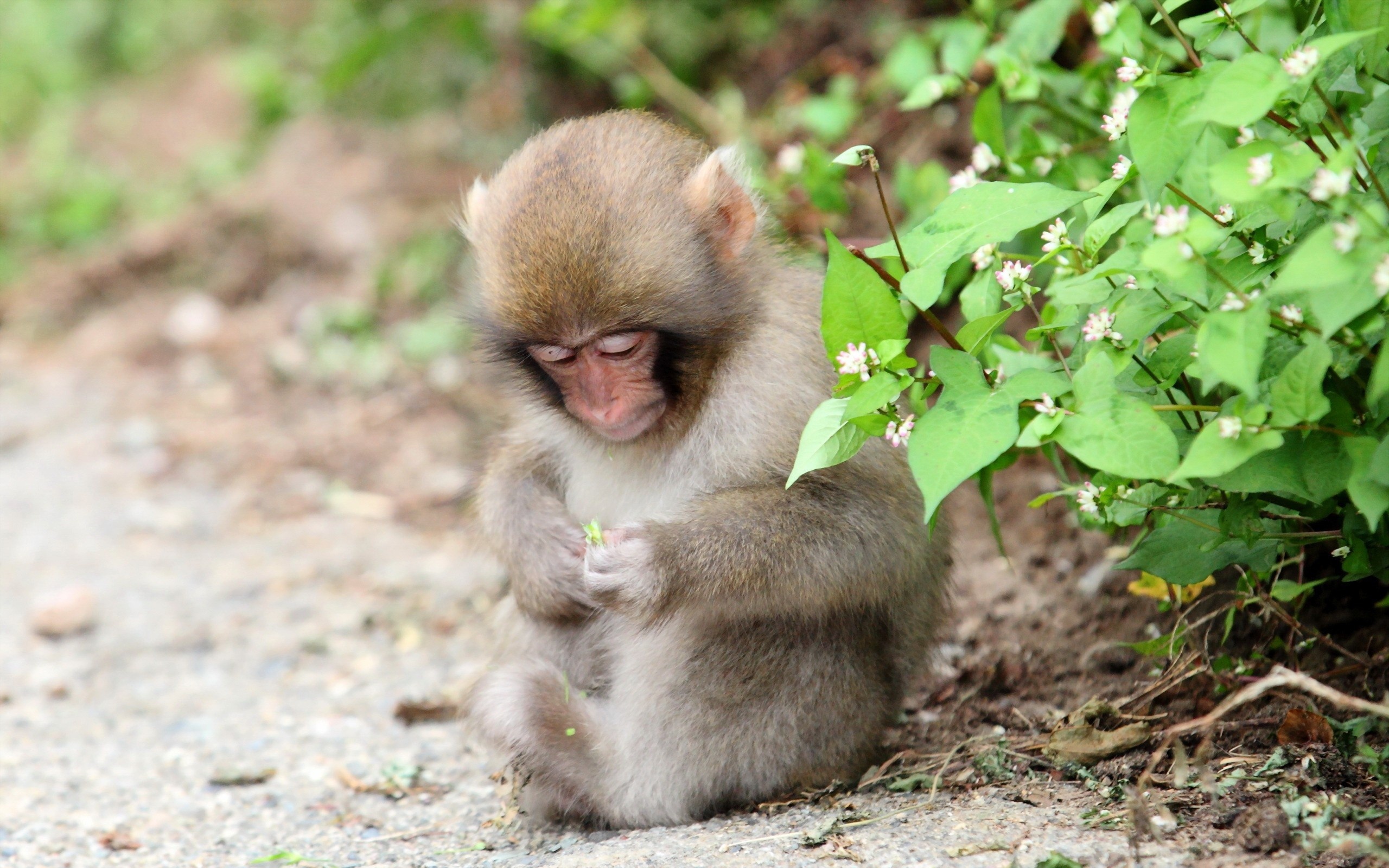 Detail Monkey Background Image Nomer 45