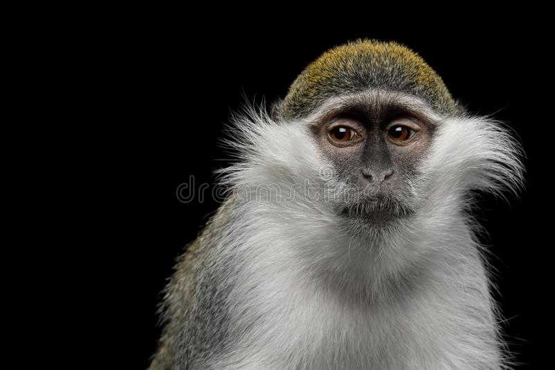 Detail Monkey Background Image Nomer 48