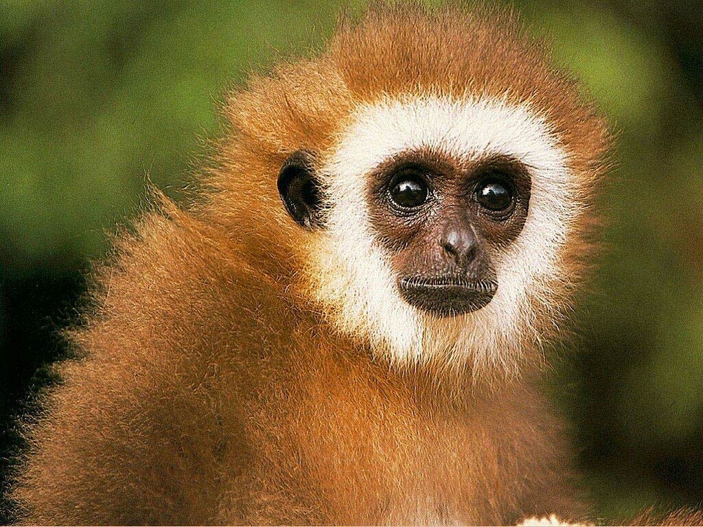 Detail Monkey Background Image Nomer 51