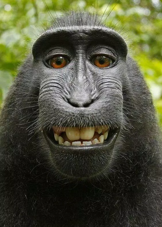 Detail Monkey Background Image Nomer 53