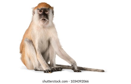 Detail Monkey Background Image Nomer 55