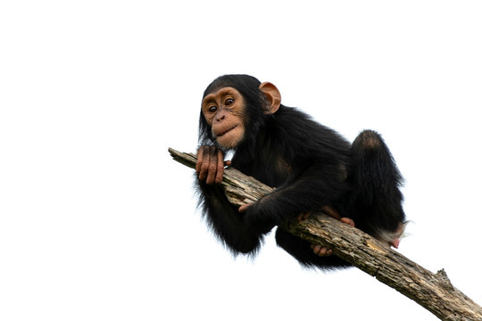 Detail Monkey Background Image Nomer 56