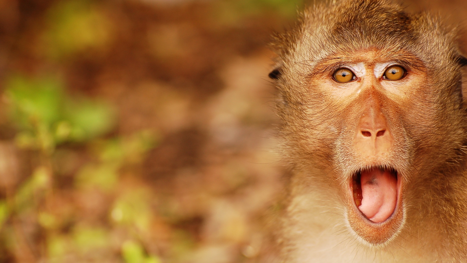 Detail Monkey Background Image Nomer 7