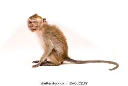 Detail Monkey Background Images Nomer 15