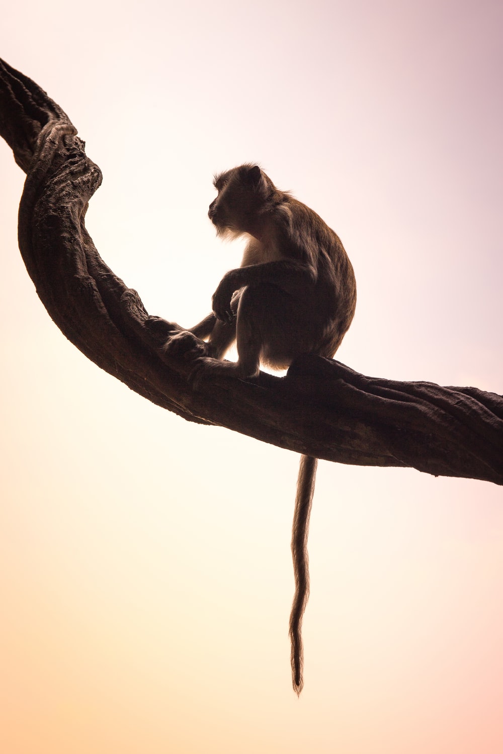 Detail Monkey Background Images Nomer 16