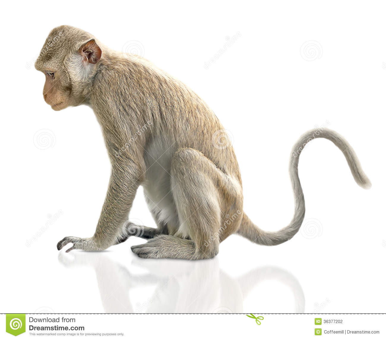 Detail Monkey Background Images Nomer 22