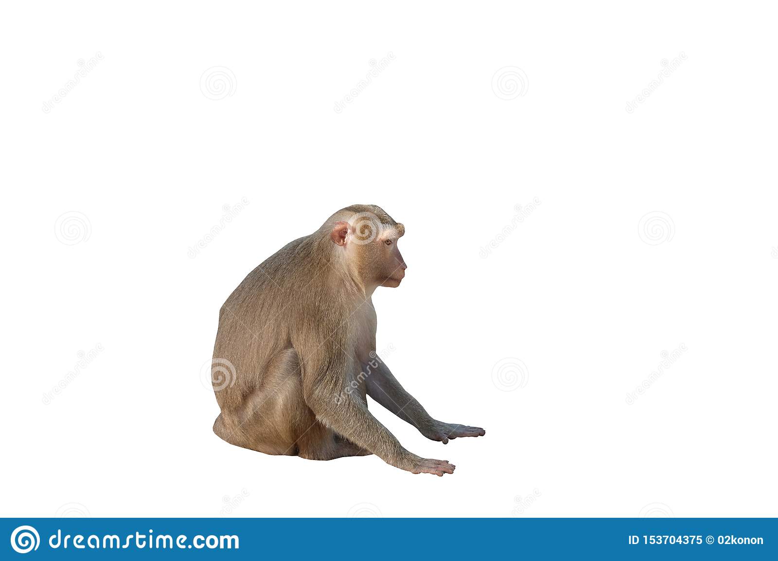 Detail Monkey Background Images Nomer 30