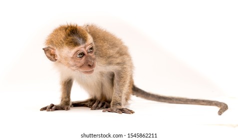 Detail Monkey Background Images Nomer 34