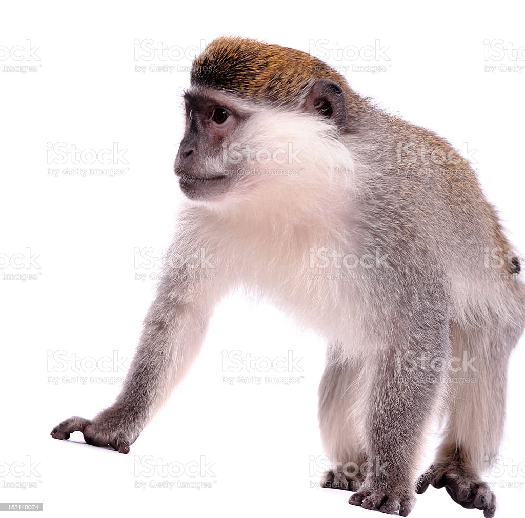 Detail Monkey Background Images Nomer 38