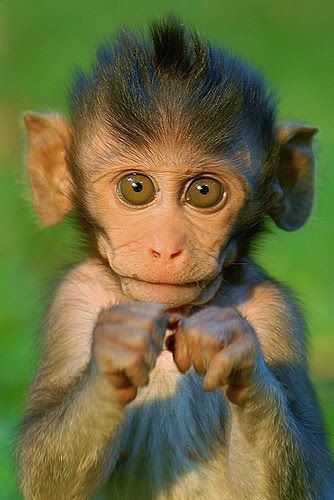 Detail Monkey Download Nomer 22