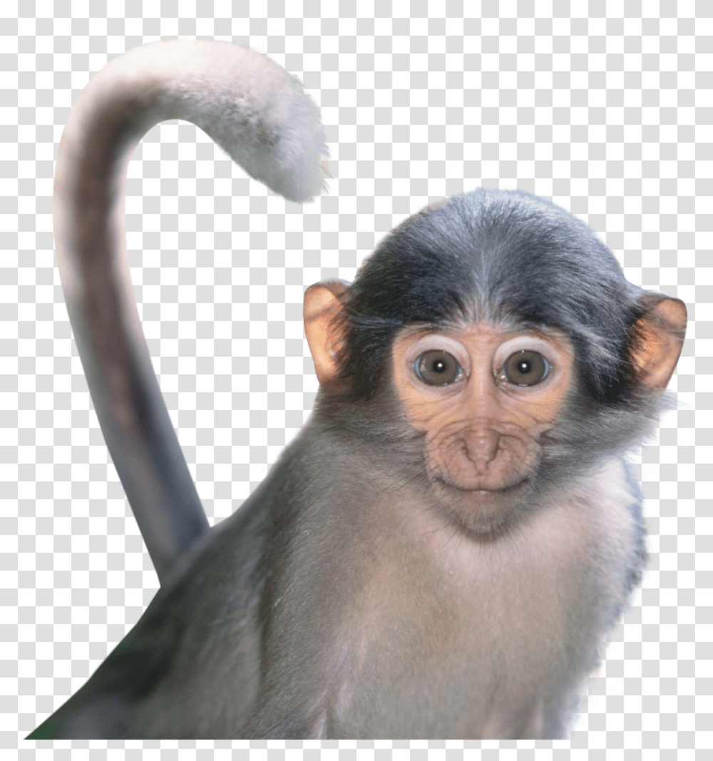 Detail Monkey Face Png Nomer 29