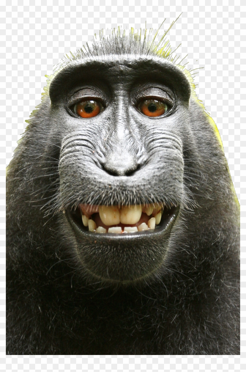 Detail Monkey Face Png Nomer 49