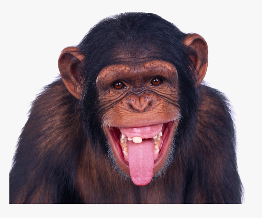 Monkey Free Download - KibrisPDR