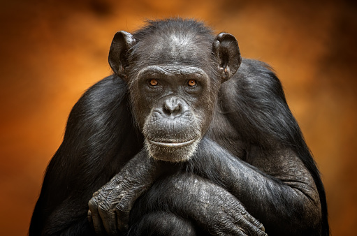 Detail Monkey Free Download Nomer 2