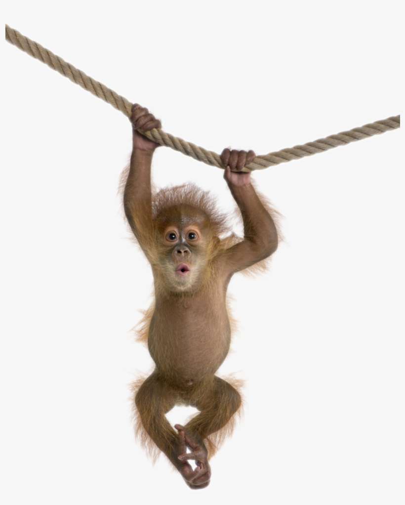 Detail Monkey Free Download Nomer 3