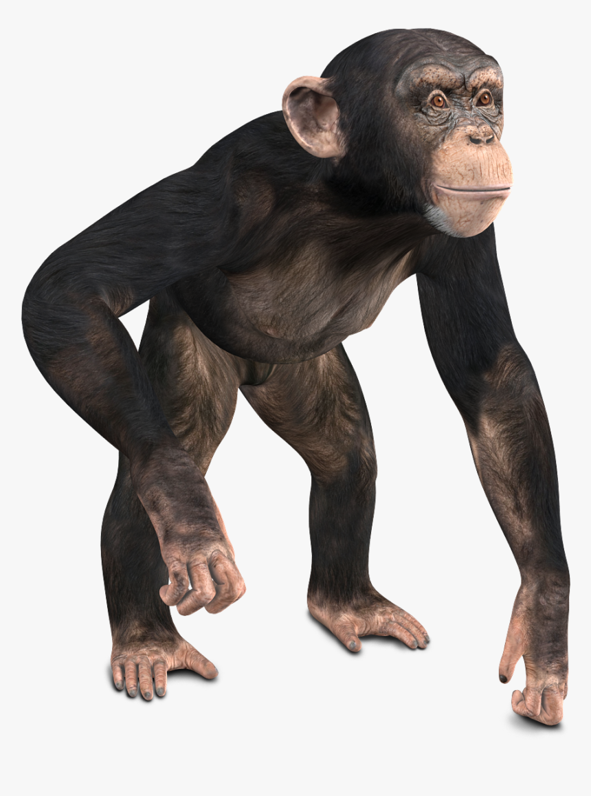 Detail Monkey Free Download Nomer 24