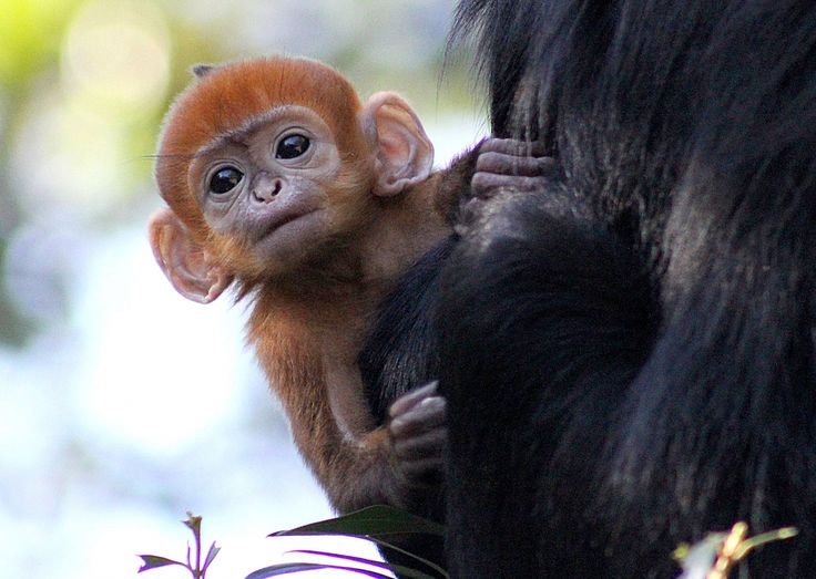 Detail Monkey Free Download Nomer 46