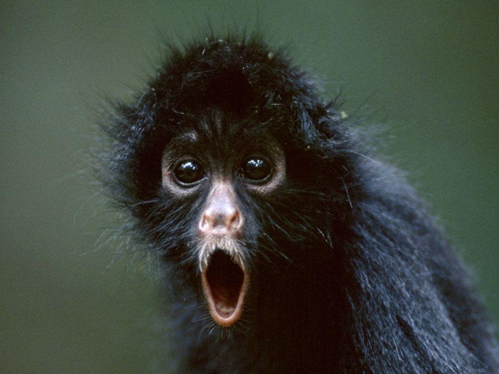 Detail Monkey Free Download Nomer 47