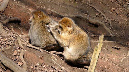 Detail Monkey Free Download Nomer 49