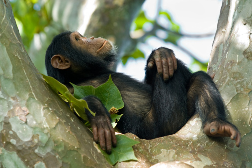 Detail Monkey Free Download Nomer 9