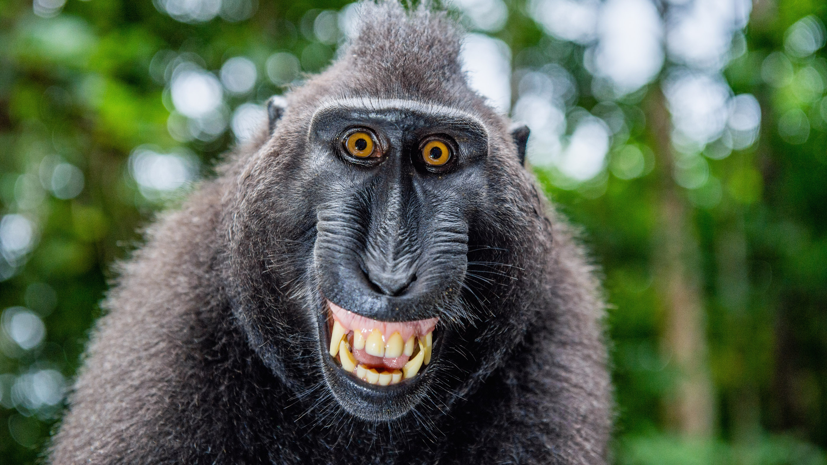 Detail Monkey Image Nomer 15
