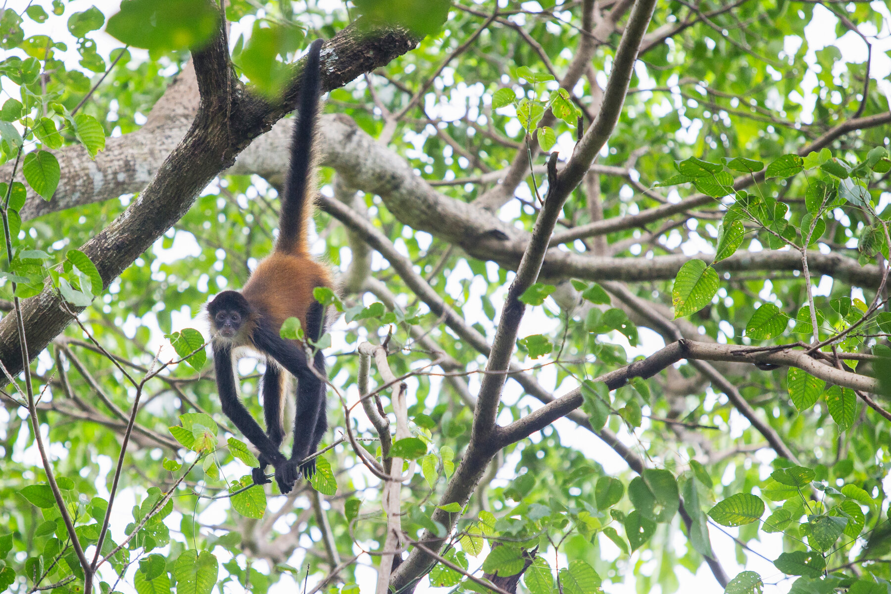 Detail Monkey Image Nomer 21