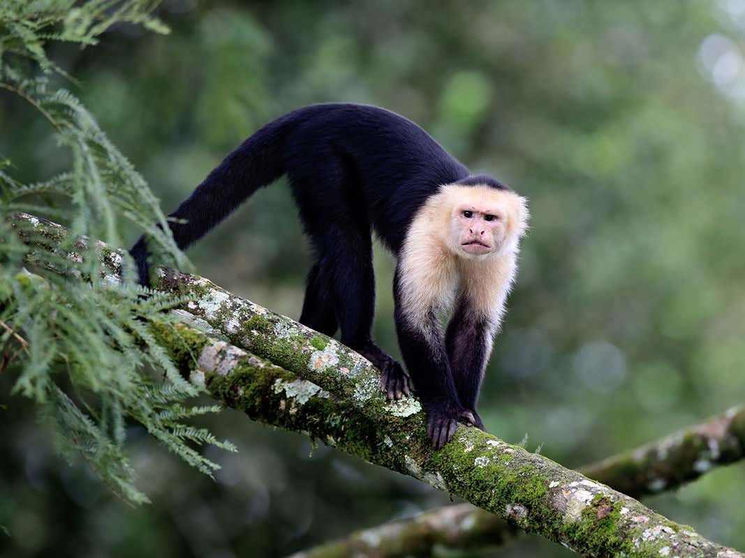 Detail Monkey Image Nomer 24