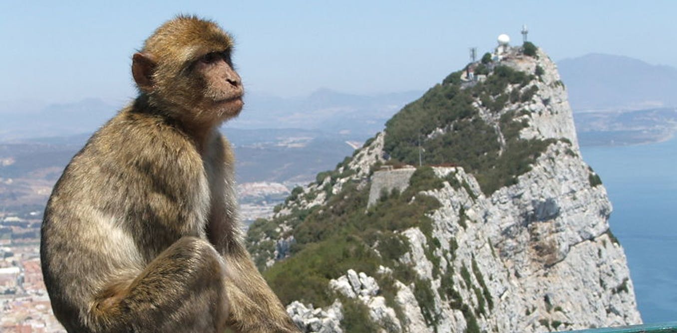 Detail Monkey Image Nomer 25