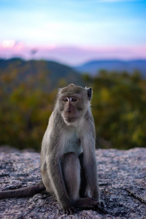 Detail Monkey Image Nomer 36
