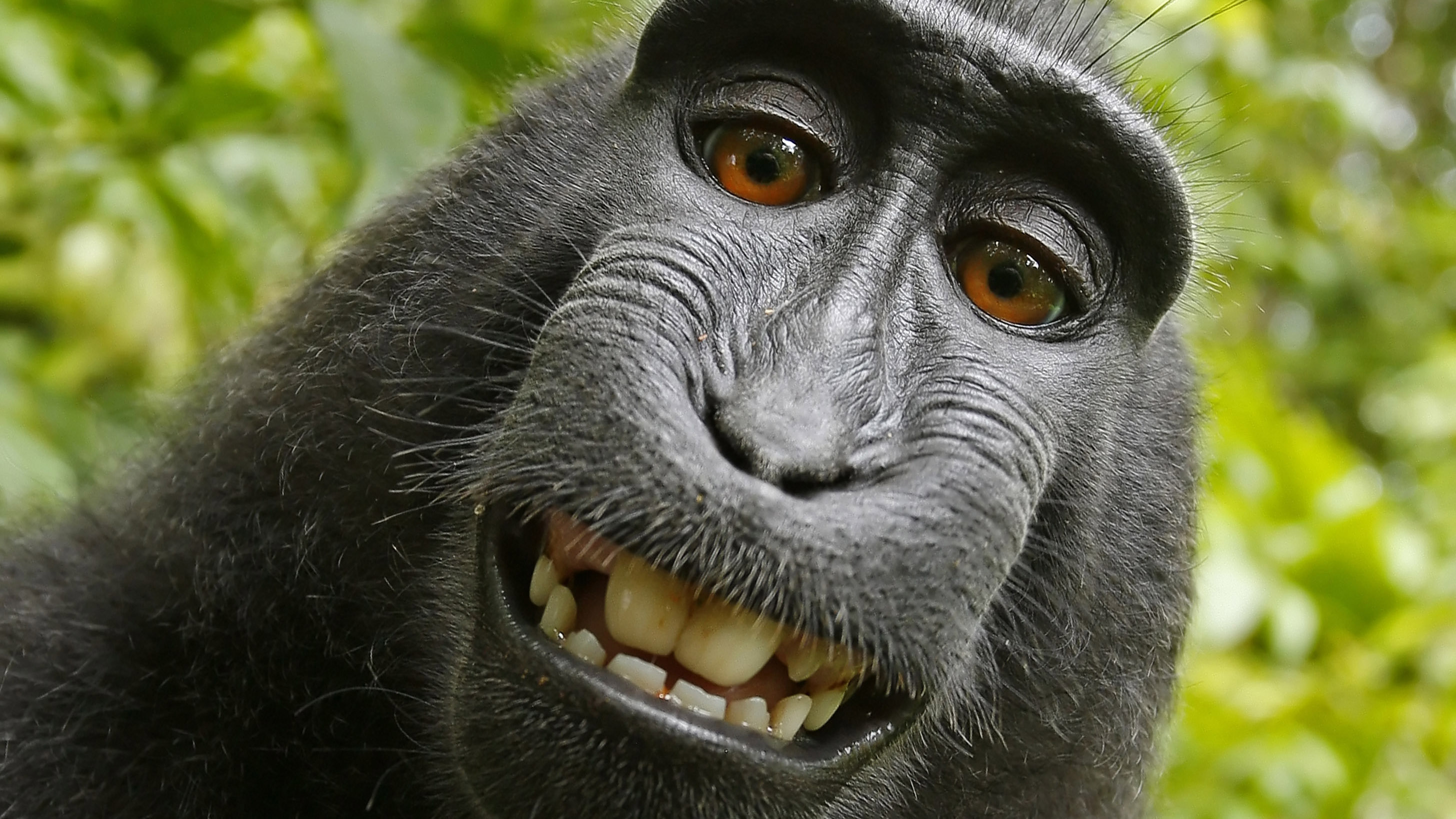 Detail Monkey Image Nomer 5