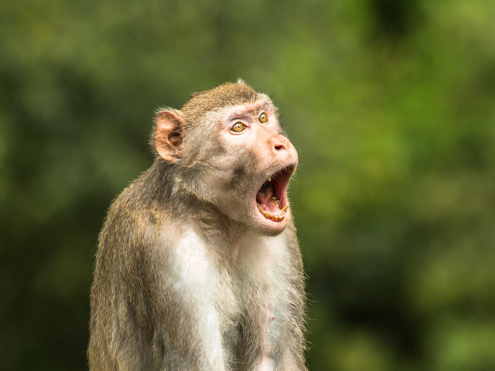 Detail Monkey Image Nomer 41