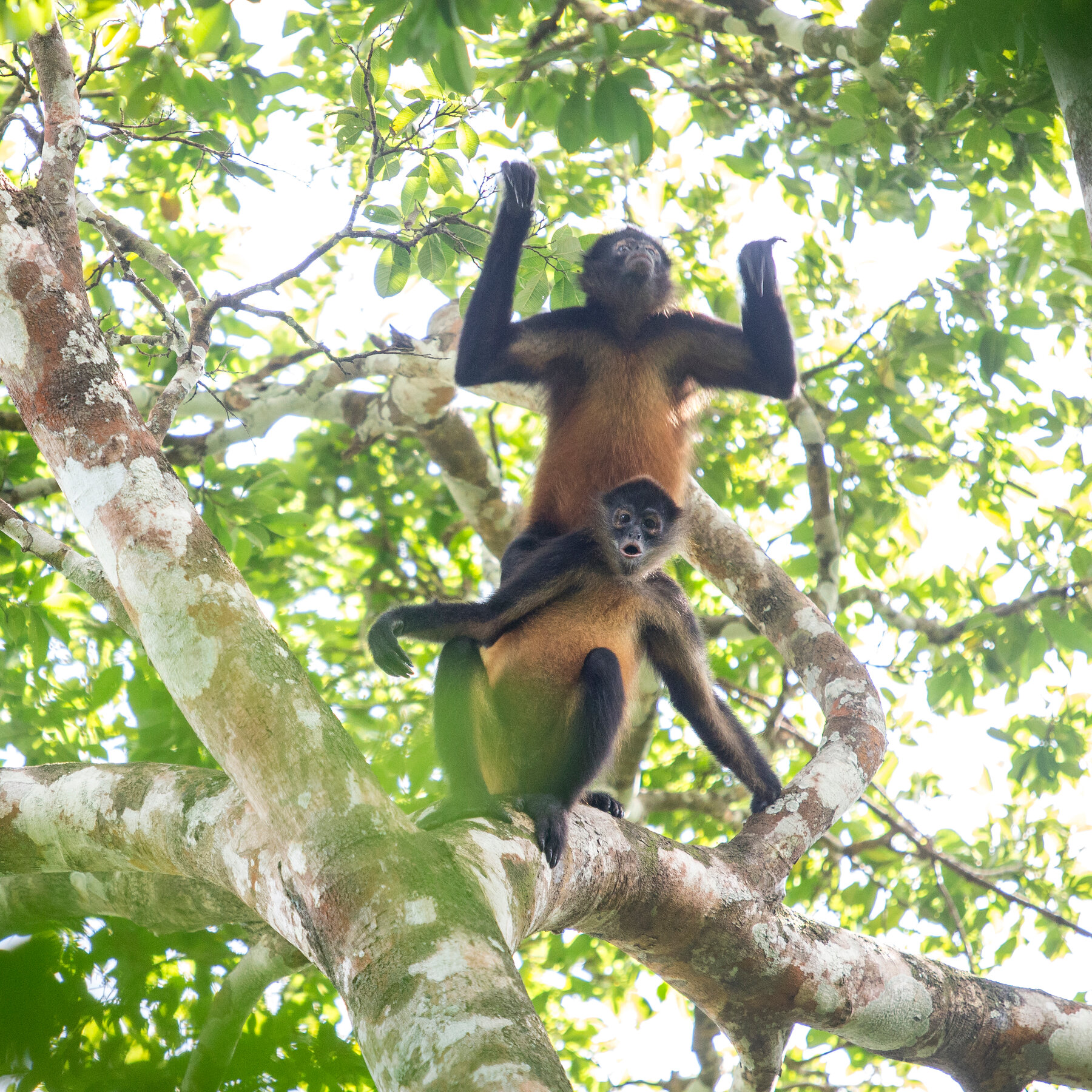 Detail Monkey Image Nomer 49