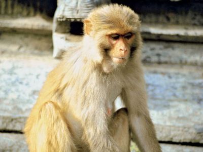 Detail Monkey Image Nomer 50