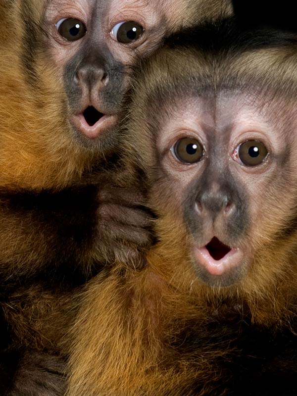 Detail Monkey Image Nomer 51