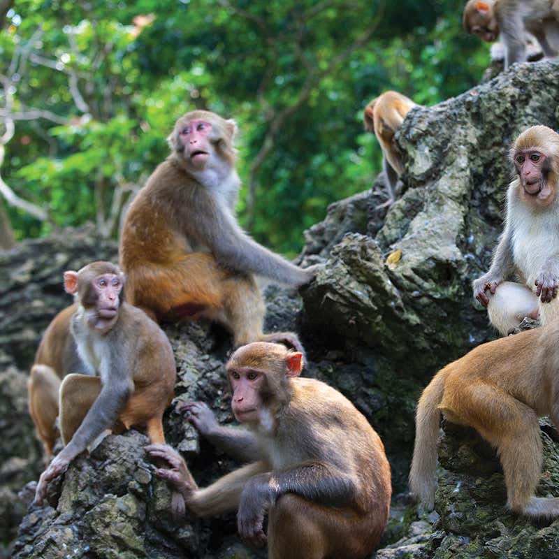 Detail Monkey Image Nomer 57