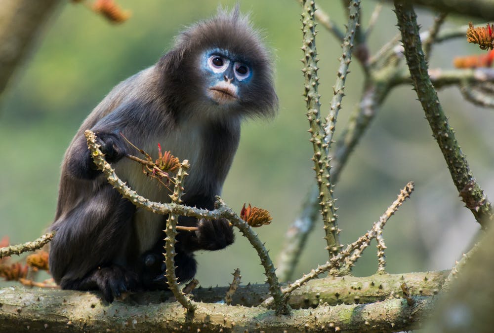 Detail Monkey Image Nomer 58